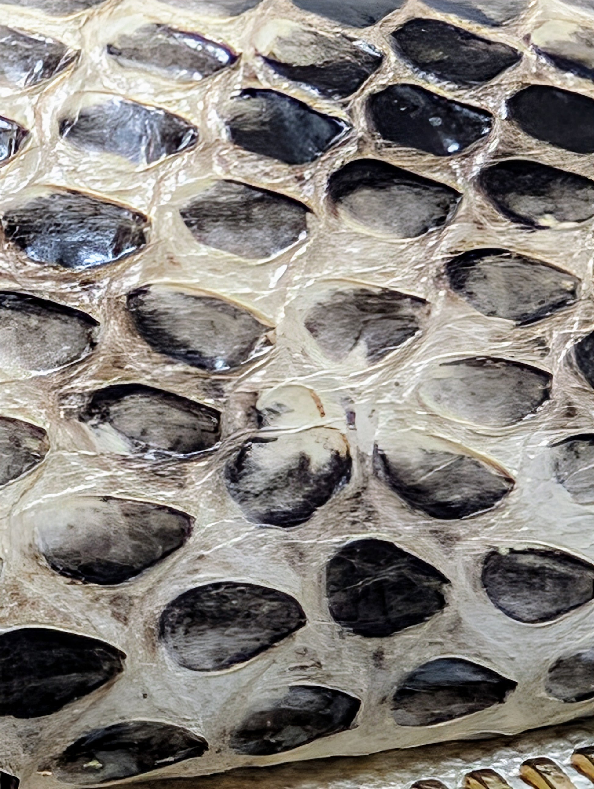 Jimmy Choo Rilley Clutch Bag in Natural Python